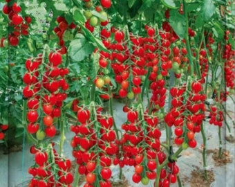 100 Waterfall Tomato Seeds, Tomatoe, Rare Tomatoes, Vegetable Easy to Grow, Huge Yields