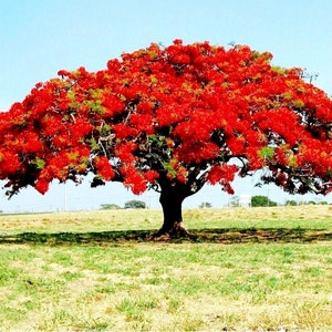 30 Delonix Regia Seeds Royal Poinciana Red Flame Flamboyant Tree SeedsTropical - Fast Growing Plants