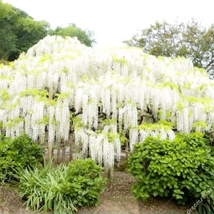 May include: A large tree with cascading white flowers, possibly wisteria, is the focal point. Lush green foliage surrounds the tree, with additional greenery in the background. The image is taken outdoors in natural light.