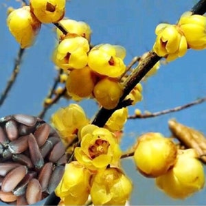 100 Seeds Wintersweet tree Fragrant Chimonanthus praecox yellow flowerp Chinese Flower