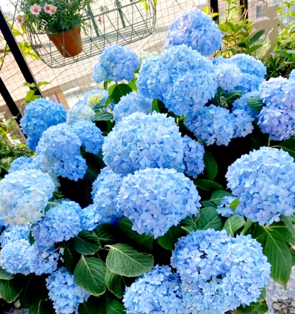 150+ Mixed Hydrangea Seeds for Planting Flowers Bush