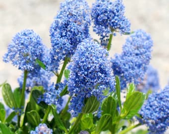 50 Blue Lilac Seeds Extremely Fragrant Syringa Vulgaris Tree Lilac LightBlue