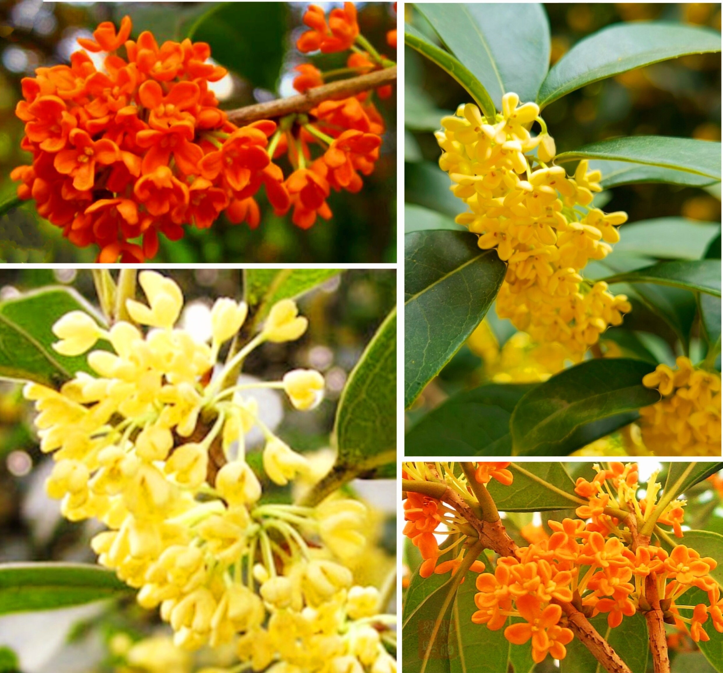 35 Mixed Osmanthus Flower Seeds Fragrans Yellow Orange Bonsai
