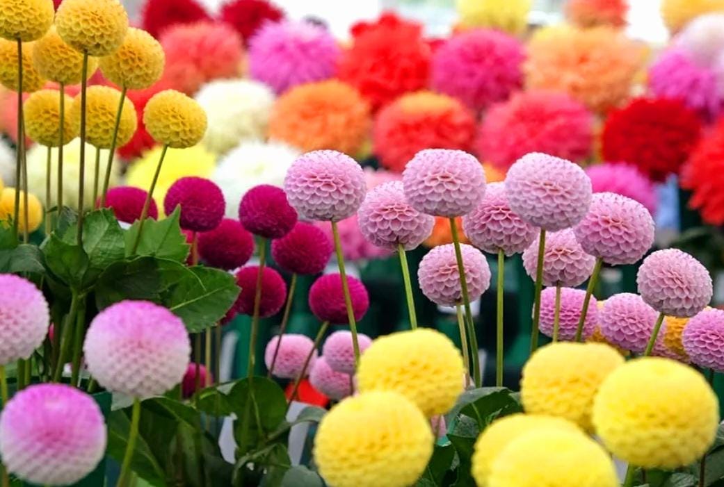 350 Snowball Mums Seeds Chrysanthemum Aster Pompon Ping-pong