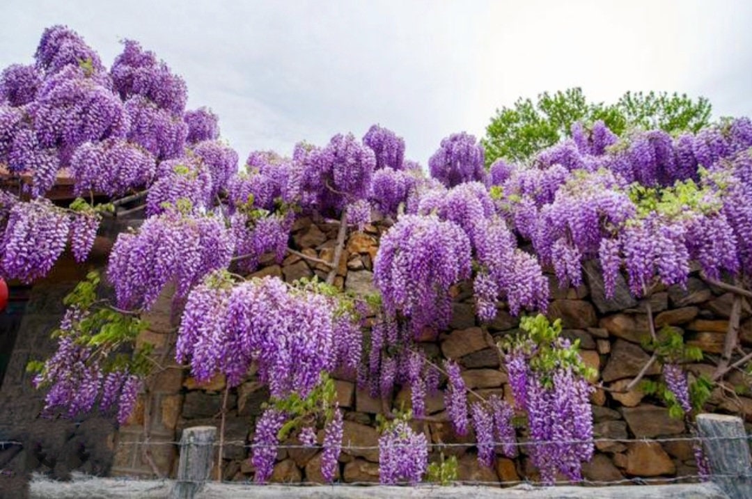 25 Wisteria Seeds Purple Flowers Blue Moon Wisteria Chinese Blue Wisteria  Sinensis Tree Fast Climber Flower Vine Hardy Plant - Etsy