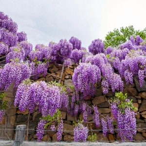 May include: A vibrant purple wisteria vine in full bloom, cascading down a stone wall. The flowers are densely packed, creating a beautiful display of color.