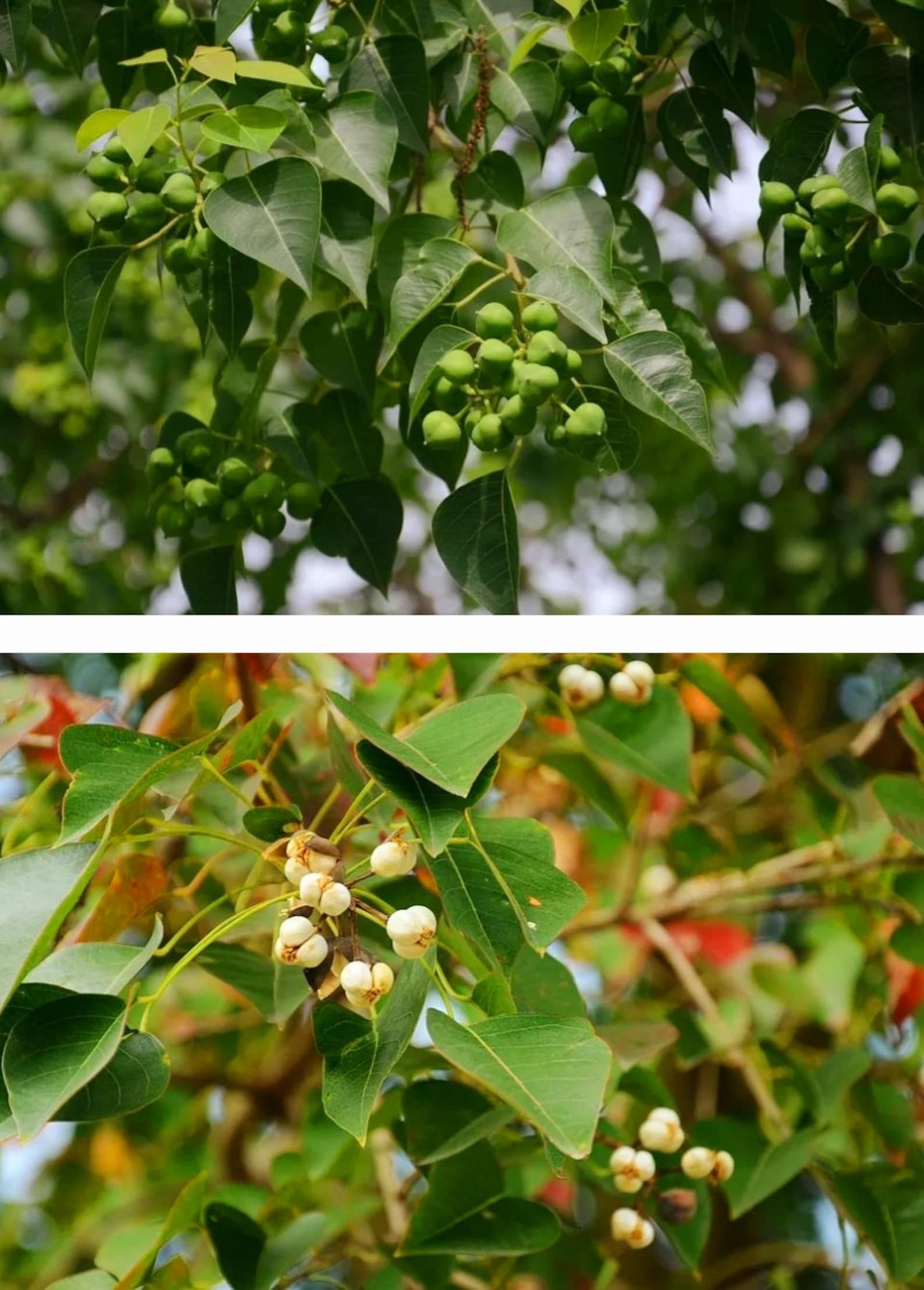 30 Chinese Tallow Tree Seeds: Triadica Sebifera, Fall Colors - Etsy