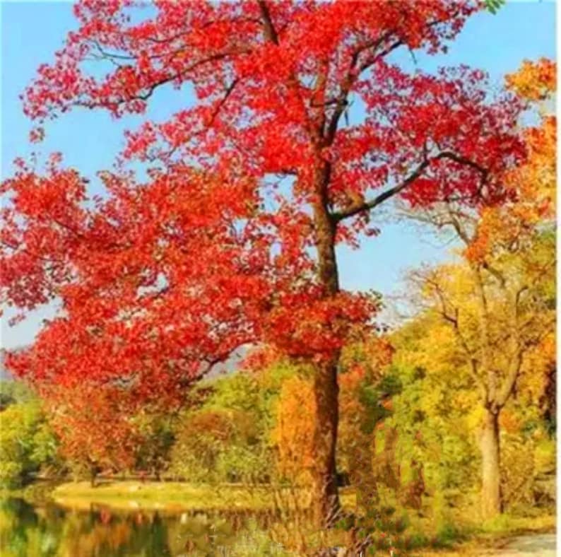 30 Chinese Tallow Tree Seeds: Triadica Sebifera, Fall Colors - Etsy