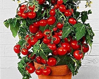 100 Dwarf Bush Tomatoes Seeds, Rare Tomatoes, Vegetable Easy to Grow , Huge Yields