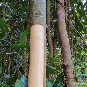 May include: A close-up of a tree trunk with a section of bark removed, revealing the light brown wood underneath. The tree is surrounded by green foliage.