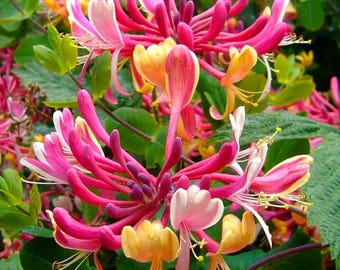 LONICERA PERICLYMENUM 'BELGICA'- Dutch Honeysuckle - Starter Plant - Approx  7-12 Inch - Etsy