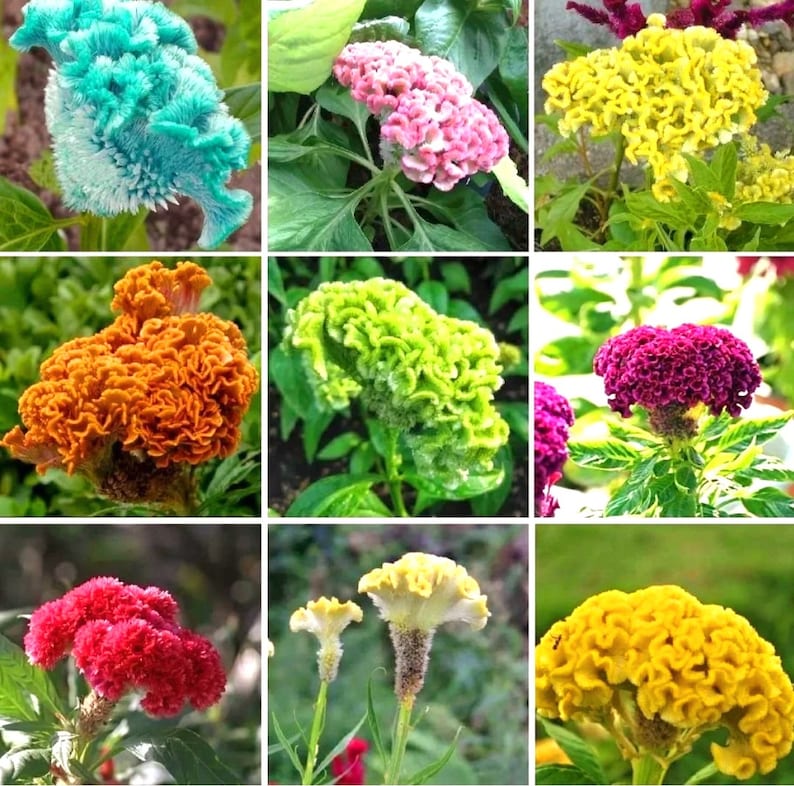 750 Celosia Seed for Planting -mix Cristata Cockscomb Woolflowers - Etsy