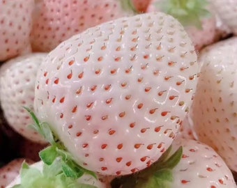 May include: Close-up of white strawberries with red seeds. The strawberries are arranged in a cluster, showing their unique white color and textured surface.