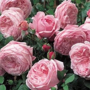 100+ Multi Color Rose Seeds: Fragrant Vine, Lush Blooms