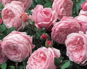 100+ Multi Color Rose Seeds: Fragrant Vine, Lush Blooms