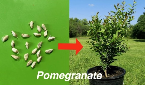 60 Pomegranate Seeds Red Fruit Seeds Punica Granatum Bonsai Megranate