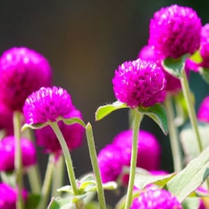 100 Seeds Globe Amaranth Seeds: Mixed Colors Gomphrena, Dried Floral Crafts