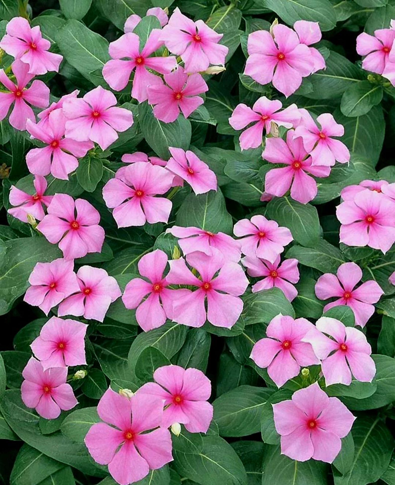 1200 Periwinkle Seeds Cora Cascade Mix Color Perennial Flowers