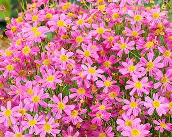 Könnte beinhalten: Ein dichter Cluster aus rosa Blüten mit gelben Zentren. Die Blütenblätter haben einen leuchtend rosa Farbton, und die Zentren sind sonnengelb. Die Blumen sind in voller Blüte und bilden eine farbenfrohe Darstellung. Das Bild zeigt eine Nahaufnahme der Blumen.