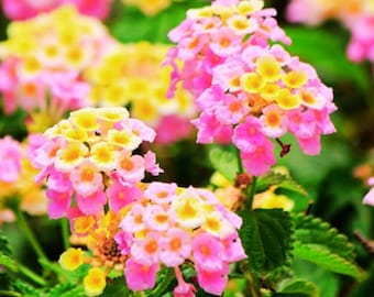 120 Lantana Camara Seeds Natural Mosquito Mix Colors Shrub