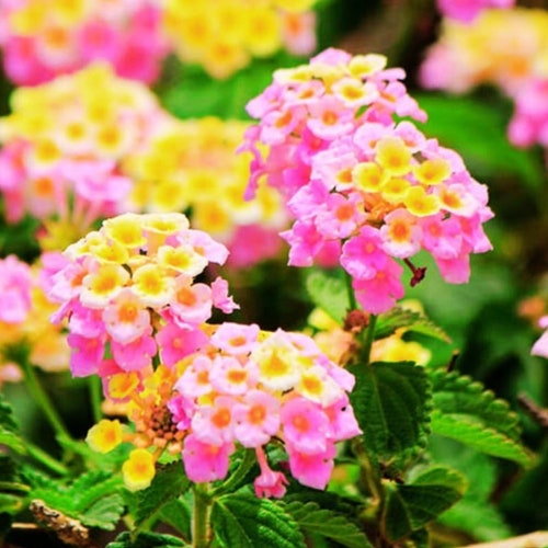 flower seeds for shade Partial Shade Wildflower Seed Mix