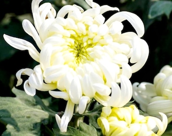 120 Chrysanthemum Seeds Various Color Flower Authentic Chinese Spider  Edible(Tea) Exotic Plan Seeds