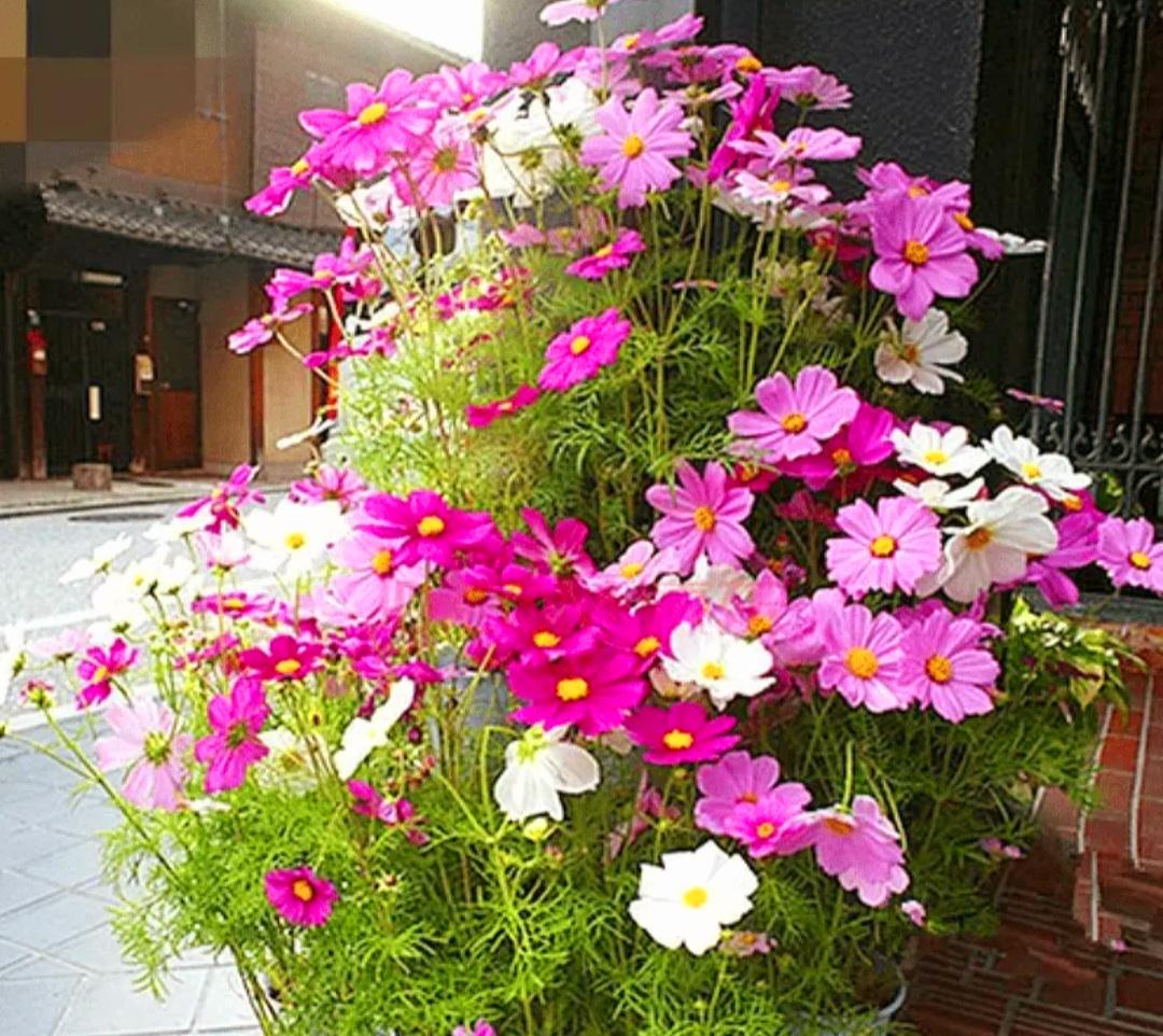1000 Cosmos Seeds in a Mixture of 12 Varieties Easy to Grow Long Blooming Period in All Zones Cosmos Bipinnatus Picotee