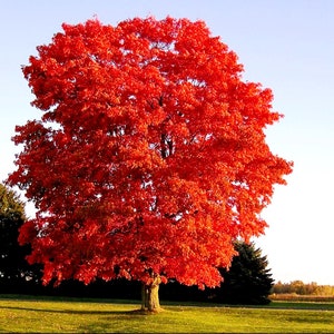 May include: A large red maple tree with vibrant fall foliage. The tree is in full bloom, with its leaves a deep shade of red. The tree is standing in a grassy field, with a blue sky in the background.
