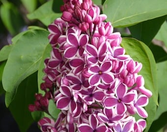 50 Mixed Lilac Seeds Extremely Fragrant Japanese Tree Lilac Shrub Syringa Vulgaris