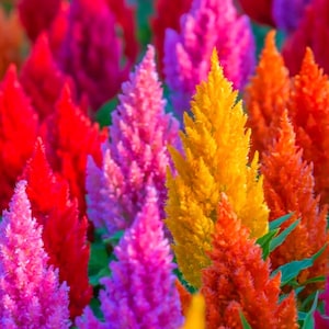 May include: A close-up of a variety of colorful celosia flowers. The flowers are arranged in a cluster, with shades of pink, red, orange, and yellow. The flowers are tall and slender, with feathery plumes.