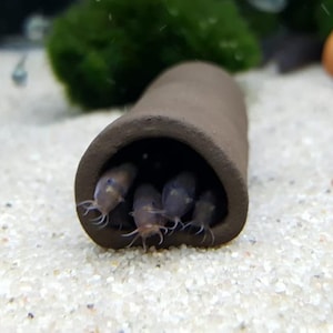 Könnte beinhalten: Eine Gruppe kleiner, hellbrauner Fische mit langen, dünnen Barteln drängen sich in einer braunen Keramikhöhle zusammen.