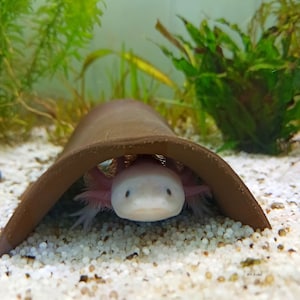 May include: A white axolotl with pink gills peeks out from a brown ceramic cave in a white gravel aquarium.