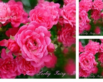 großer Topf ~ Weißer Ramblertraum für luftige Höhen! Rose Bobby James