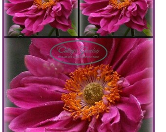 Anemone Prinz Heinrich~Herbst Ball der Prinzessinnen!