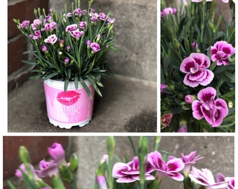 Nelke Dianthus ~ Pink Kisses -R- knospig/blühend~ Dauer-Blütenzauber bis zum Herbst ~ Top Qualität
