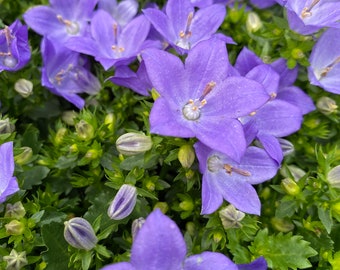 Glockenblume~ Campanula ‚Midnight Ocean‘ Jetzt knospig/blühned ~ Blumendeko~ Frische Blumen~ Indoor/ Outdoor