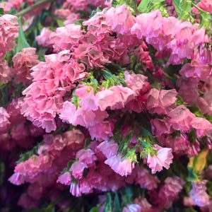 Könnte beinhalten: Nahaufnahme eines Bündels rosa Statice-Blumen. Die Blüten haben zarte, gerüschte Blütenblätter und sind in einem leuchtenden Rosaton gehalten. Grüne Stiele und Blätter sind in der Anordnung verstreut und erzeugen einen natürlichen und frischen Look. Die Blumen sind in voller Blüte.