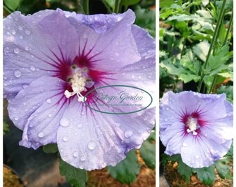 Garteneibisch Hibiscus ‘Blue Bird’ 30/40cm - im großen 3 Liter XL Topf  - Blütenzauber von Juli bis September