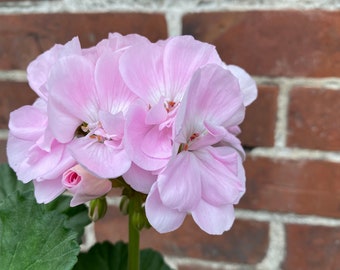 Geranie in Candy rosa-   jetzt knospig/blühend ~ stehend~ Flowers ~ So blüht der Sommer