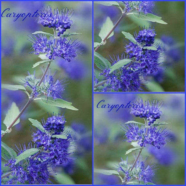Caryopteris Heavenly Blue 40/60 - Bartblume- Bienenweide / Schmetterlingsmagnet ~ zauberhafter Spätsommerblüher