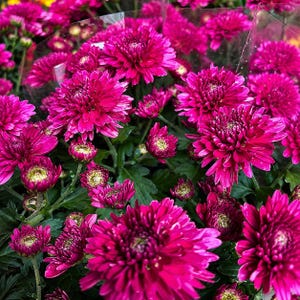 Könnte beinhalten: Ein Strauß leuchtend magentafarbener Chrysanthemen mit dichten, geschichteten Blütenblättern und kleinen, hellgrünen Mitten. Die Blumen sind in einem Bündel angeordnet, mit dunkelgrünem Laub unter den Blüten, teilweise in durchsichtige Folie gehüllt.