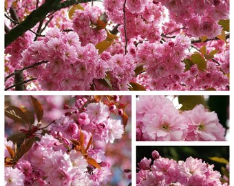 Japanese ornamental cherry Kanzan 80/100 cm~ Strong in a large pot-~ Pink flower clouds...~ Garden plant