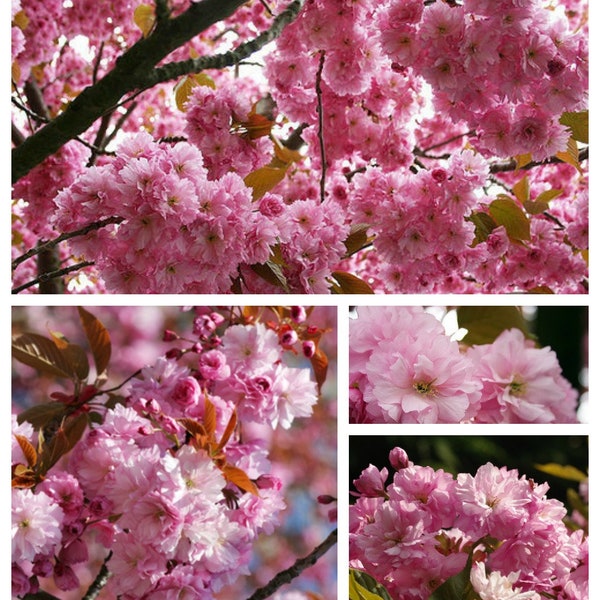 Japanische Zierkirsche Kanzan 80/100cm~ Starke im großen Topf-~ Rosa Blütenwolken...~ Gartenpflanze