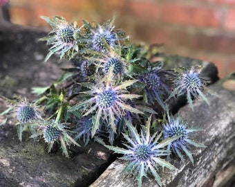 Distel Questar blau~1 Stiel ~ frische Blumendeko zum Trocknen geeignet