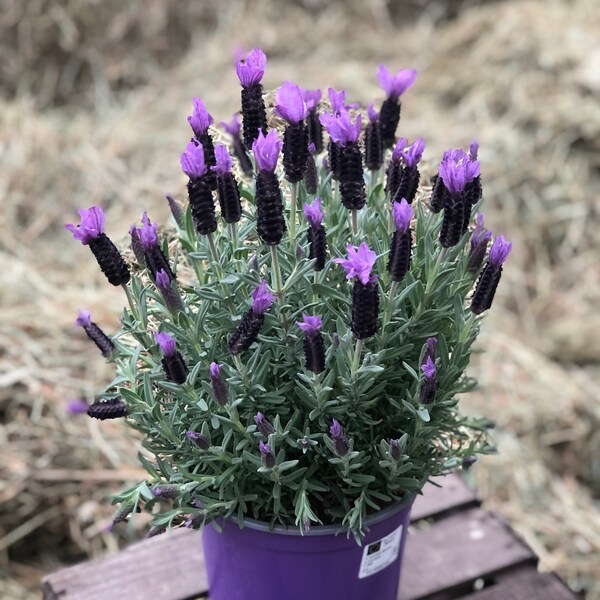 XL Schopflavendel - jetzt knospig-blühend ~ Frische Blumendeko mit zauberhaften Blüten~ Hallo Sommer ~ Top