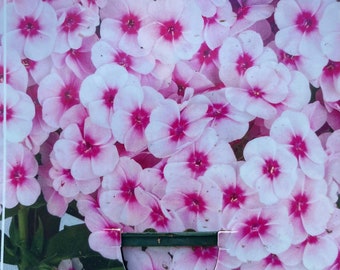 Phlox paniculata ‚Flame pro Soft Pink‘ Schmetterlingsfreundlich~ Sommerstaude für Garten und Kübel