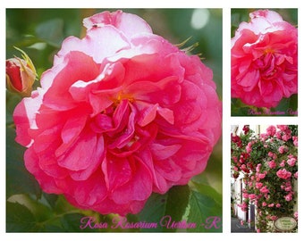 Rose Rosarium Uetersen -R-  im großen 4 Liter Topf gewachsen~ eine überzeugend zauberhafte Kletterrose