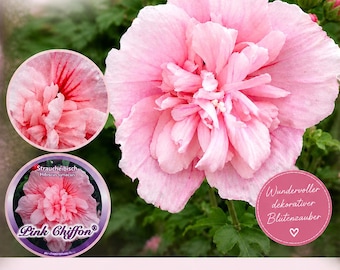 Garteneibisch Hibiskus ‘Pink Chiffon’® 40/60cm -Hibiscus im großen 3 Liter Topf gewachsen ~gefüllte Blüte von Juli - September