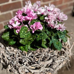 Könnte beinhalten: Eine Alpenveilchen-Pflanze im Topf mit leuchtend rosa und blassrosa Blüten sowie dunkelgrünen, herzförmigen Blättern mit hellgrüner Aderung. Die Pflanze befindet sich in einem rustikalen, runden Gefäß aus ineinander verschlungenen, grauen Zweigen.