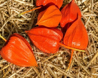 Physalis Lampionblume – 10 Stück schön ausgefärbte orange Früchte für Herbstdeko ~ Naturdeko